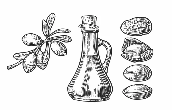 Conjunto de ramas de argán aisladas, hojas, nueces. Para envasar cremas de aceite. Ilustración grabada vintage vectorial aislada sobre fondo blanco . — Archivo Imágenes Vectoriales