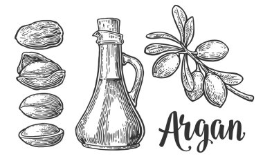 Argan dalları, yapraklar, fındıklar. Yağ kremi paketlemek için. Beyaz arkaplanda izole edilmiş vektör vintage oymalı resimleme.