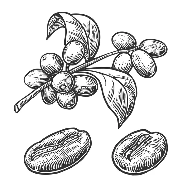 Chicco di caffè, ramo con foglia e bacca. Illustrazione di incisione vintage vettoriale disegnata a mano su sfondo bianco — Vettoriale Stock