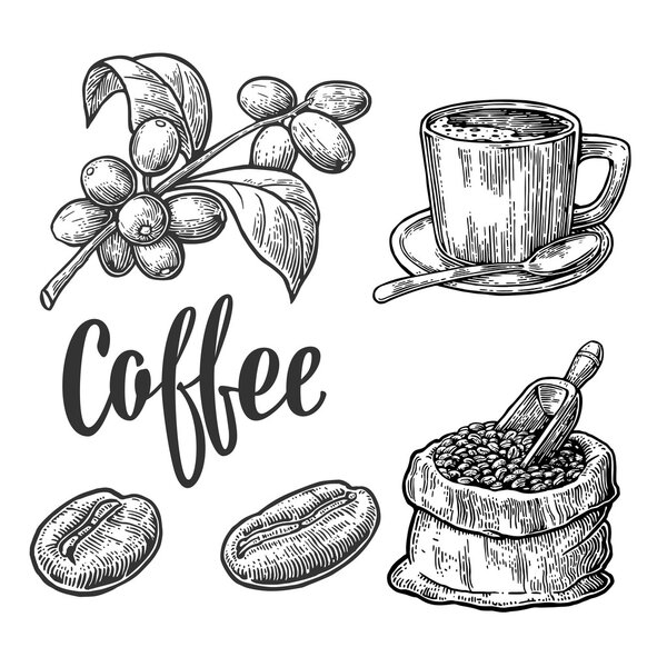Sack with coffee beans with wooden scoop and beans, cup, branch with leaf and berry. Hand drawn sketch style. Vintage vector engraving illustration for label, web.  Isolated on white background