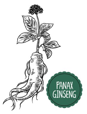 Panax ginseng kök ve yaprakları. Vektör siyah ve beyaz şifalı bitkiler vintage çizimi oyma. Biyolojik katkı maddeleri vardır. Sağlıklı bir yaşam tarzı. Geleneksel tıp, Bahçe