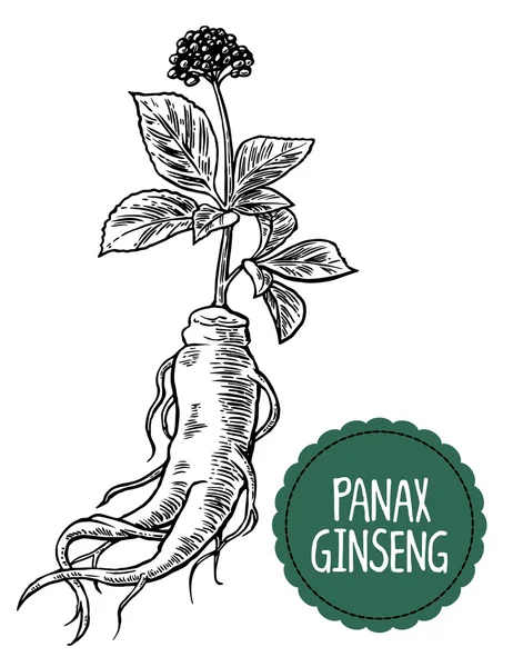 Wortel en bladeren panax ginseng. Vector zwart-wit vintage illustratie van medicinale planten gravure. Biologische additieven zijn. Gezonde levensstijl. Voor traditionele geneeskunde, tuinieren — Stockvector