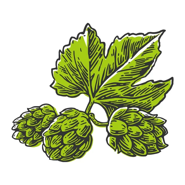 Plante herbacée de houblon qui est utilisée dans la brasserie de bière. Pour étiquettes et emballage de bière. Illustration gravée vectorielle. Élément de conception dessiné à la main . — Image vectorielle