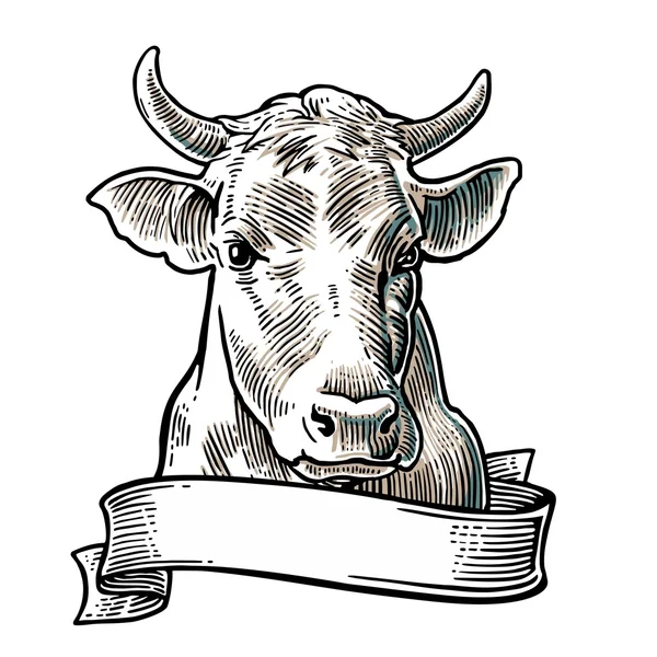 Cows head. Hand drawn in a graphic style. Vintage vector engraving illustration for info graphic, poster, web. Isolated on white background. — Stock Vector