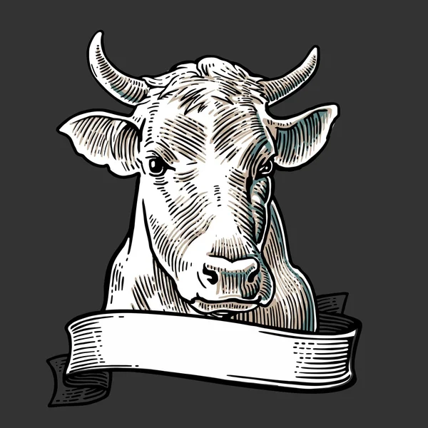 Tête de vache avec ruban. Dessiné à la main dans un style graphique. Illustration de gravure vectorielle vintage pour info graphique, poster, web. Isolé sur fond blanc . — Image vectorielle