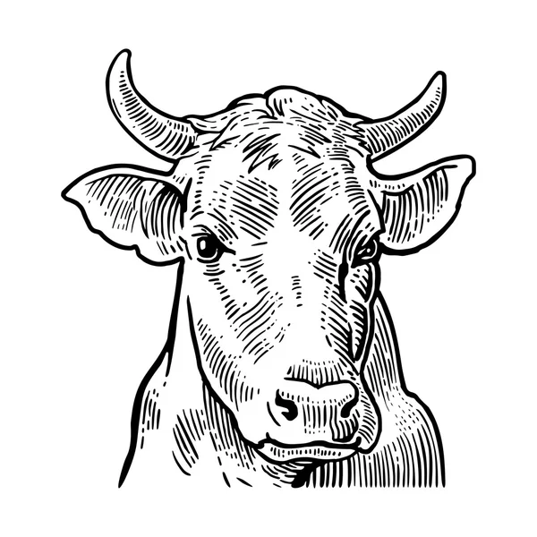 Cabeça de vaca. Mão desenhada em estilo gráfico. Vintage vetor gravura ilustração para informações gráficas, cartaz, web. Isolado sobre fundo branco . — Vetor de Stock