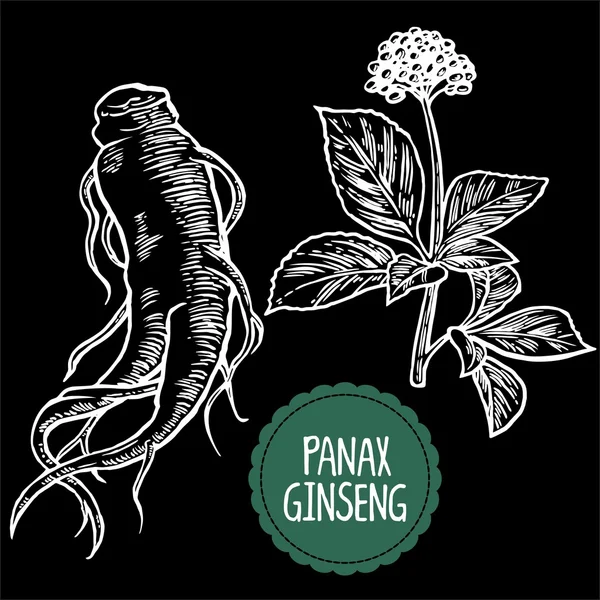 Akar dan daun panax ginseng. Vektor ukiran gambar vintage tanaman obat. Zat aditif biologis. Gaya hidup sehat. Untuk obat tradisional, berkebun. Latar belakang hitam . - Stok Vektor