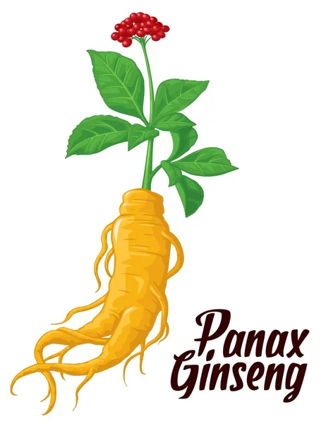 Raíz y hojas de ginseng panax. Grabado vectorial ilustración vintage de plantas medicinales. Los aditivos biológicos lo son. Estilo de vida saludable. Para la medicina tradicional, la jardinería. Fondo negro . — Vector de stock