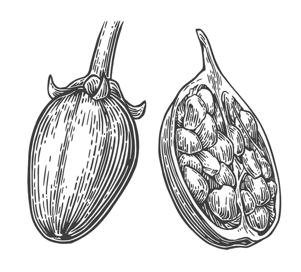 Baobab Früchte und Samen — Stockvektor