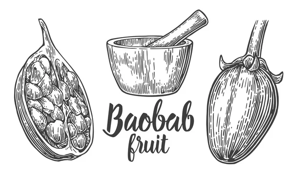 Baobab gyümölcsök és magvak. Mozsár és zúgó. Vektor Vintage vésett illusztráció fehér alapon. — Stock Vector