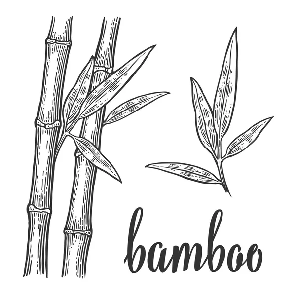 Bambu árvores silhuetas brancas e contorno preto no círculo vermelho. Elemento de design desenhado à mão. Vintage vetor gravura ilustração para logotipo, cartaz, web. Isolado sobre fundo branco — Vetor de Stock