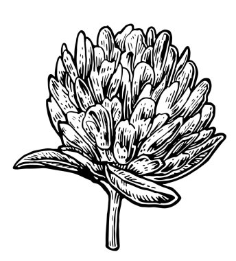 Yonca. Beyaz arka planda vektör vintage illüstrasyon