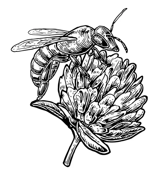 클로버에서의 꿀벌 꽃가루 흰색 배경 벡터 빈티지 일러스트 — 스톡 벡터