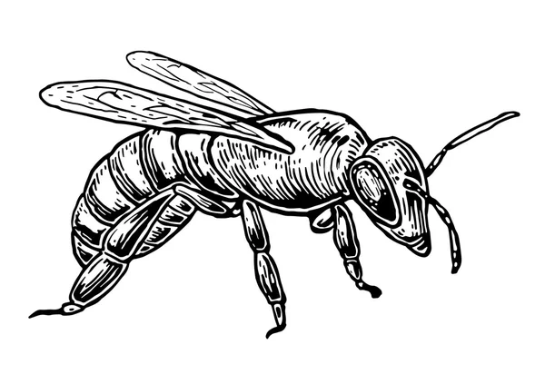 Bee. Isolerad vektor illustration på vit bakgrund. Honey Bee. — Stock vektor