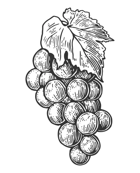 Bunch of grapes. Black and white vintage engraving vector illustration for label, poster, web. Isolated on white background. — Stock Vector