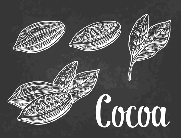 잎과 코코아 콩의 열매입니다. 벡터 빈티지 새겨진된 그림. — 스톡 벡터