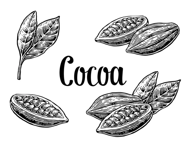 Hojas y frutos de cacao . — Archivo Imágenes Vectoriales