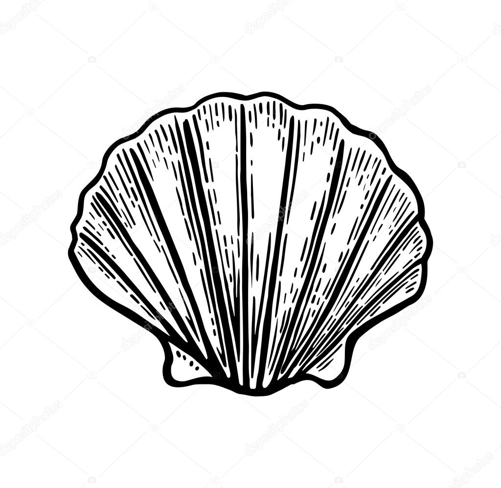 Sea shell Scallop. Black engraving vintage illustration. Isolated on white background