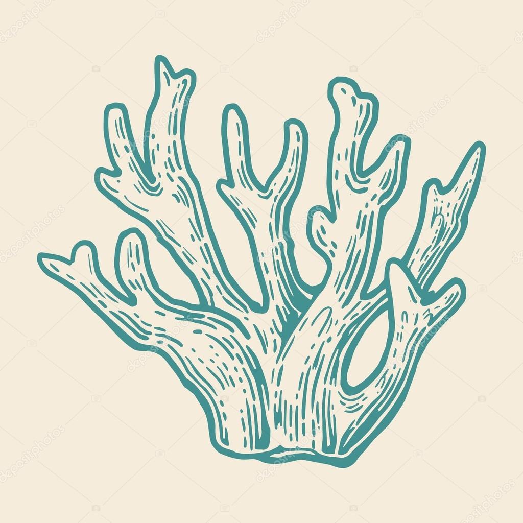 Coral . Black engraving vintage illustration. Isolated on white background.