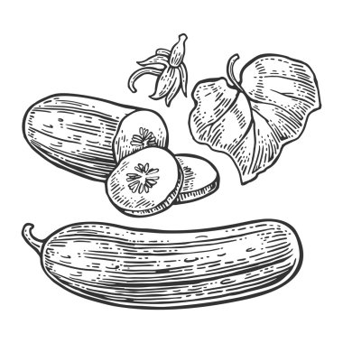 Taze yeşil salatalık - bütün, yarım, dilimleri, yaprak ve çiçek.