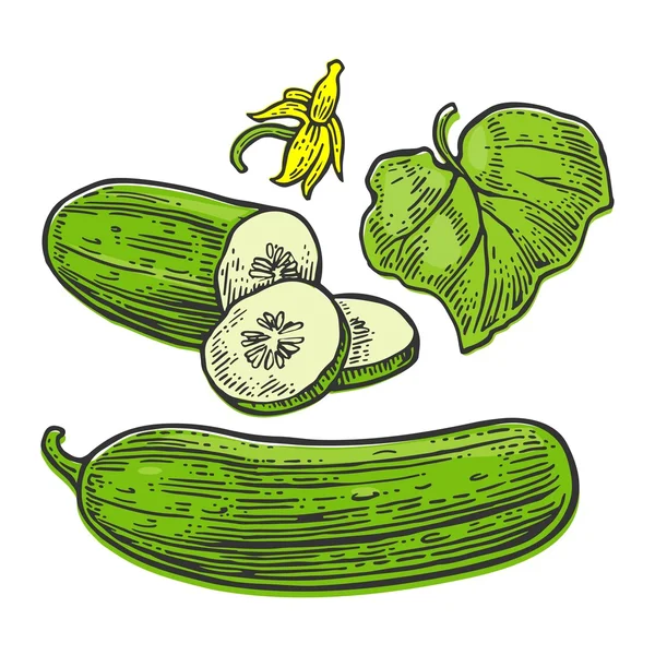 Färsk grön gurka - hel, halv, skivor, blad och blomma. — Stock vektor