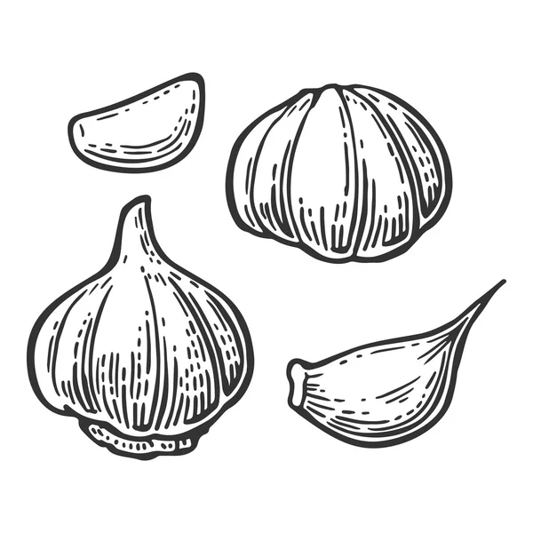 Σκόρδο με φέτες που απομονώνονται σε λευκό φόντο. Διάνυσμα vintage χαρακτική εικόνα για το μενού, web και ετικέτα — Διανυσματικό Αρχείο