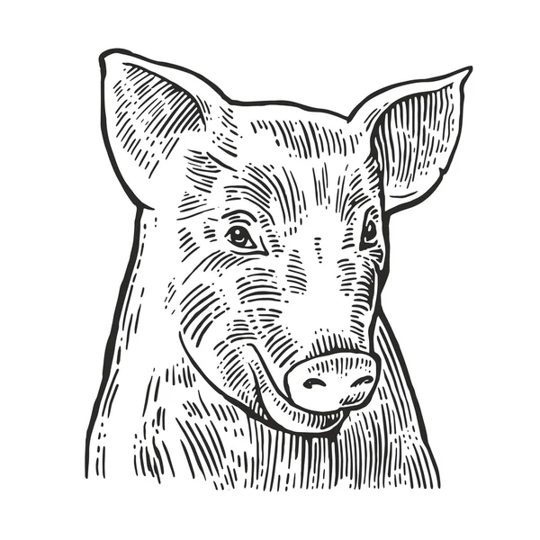 孤立在白色背景上的猪头. — 图库矢量图片