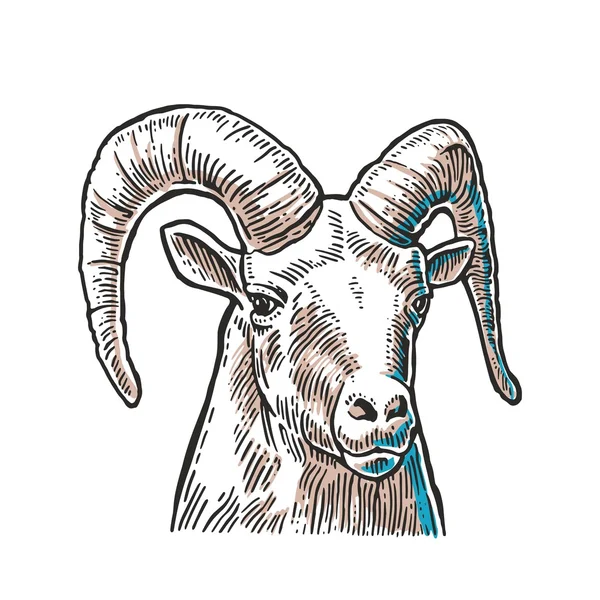 Cabeza de cabra sobre fondo blanco . — Vector de stock