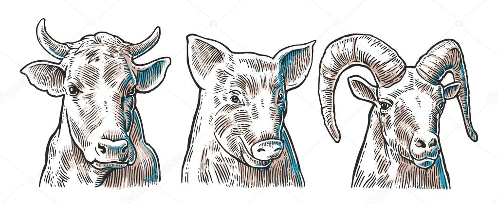 Farm animals icon set. Pig, cow and goat heads isolated on white background. Vector black vintage engraving illustration for menu, web and label. Hand drawn in a graphic style.