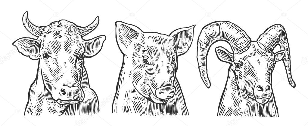 Farm animals icon set. Pig, cow and goat heads isolated on white background. Vector black vintage engraving illustration for menu, web and label. Hand drawn in a graphic style.