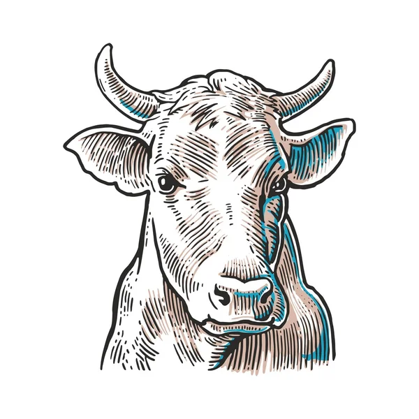 牛の頭グラフィックスタイルで描かれた手。情報、ポスター、ウェブのためのヴィンテージベクトル彫刻イラスト。白い背景に隔離. — ストックベクタ
