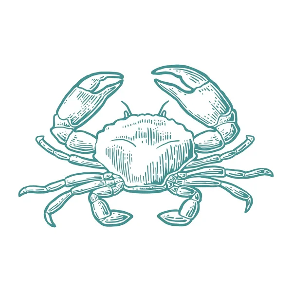 Crabe isolé sur fond blanc. — Image vectorielle