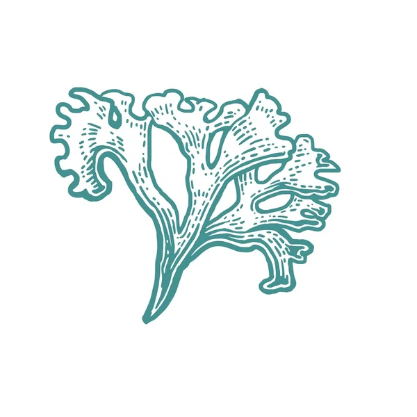 Κοράλλι που απομονώνονται σε λευκό φόντο. Διάνυσμα — Διανυσματικό Αρχείο