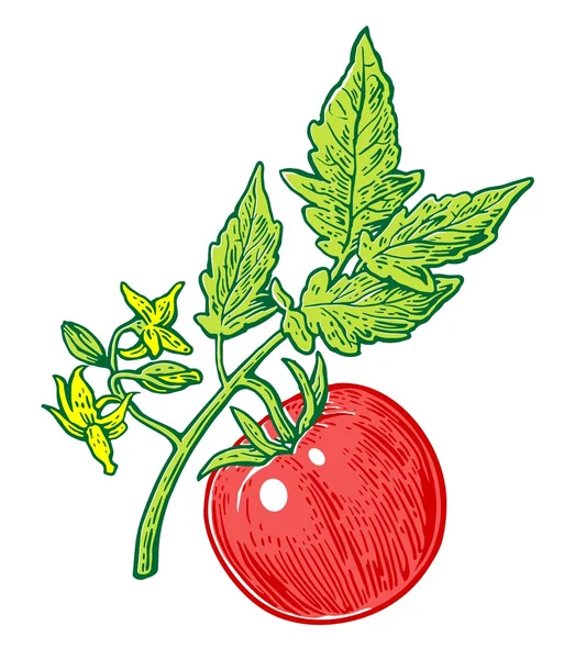 Manojo de tomate con hoja. Ilustración grabada vectorial aislada sobre fondo blanco . — Vector de stock