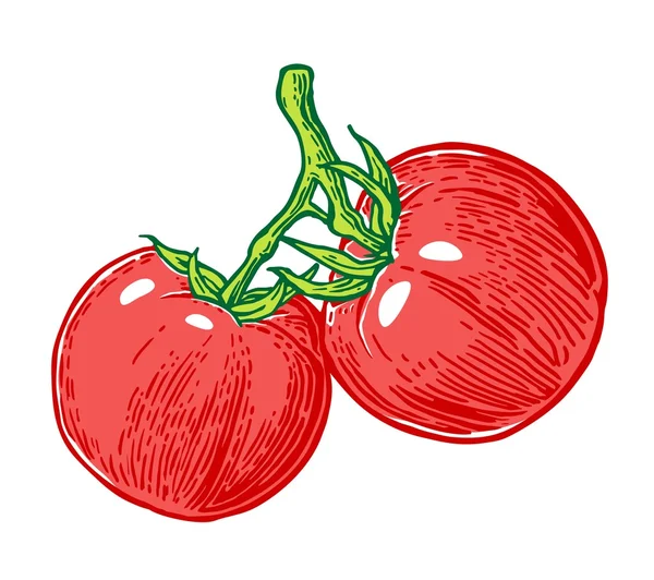 Um monte de tomate. Ilustração gravada em vetor isolada sobre fundo branco . — Vetor de Stock