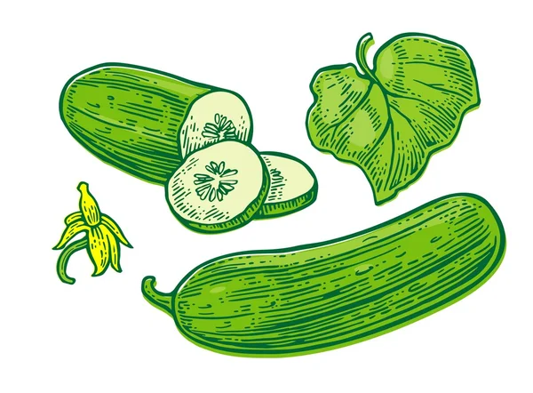 Verse groene komkommers - hele, halve, segmenten, blad en bloem. — Stockvector