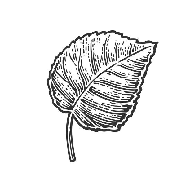 린든의 잎 벡터 빈티지 새겨진된 그림. — 스톡 벡터