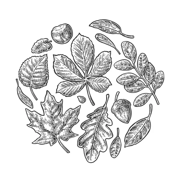 Ställ in löv. Vektor vintage ingraverad illustration. — Stock vektor