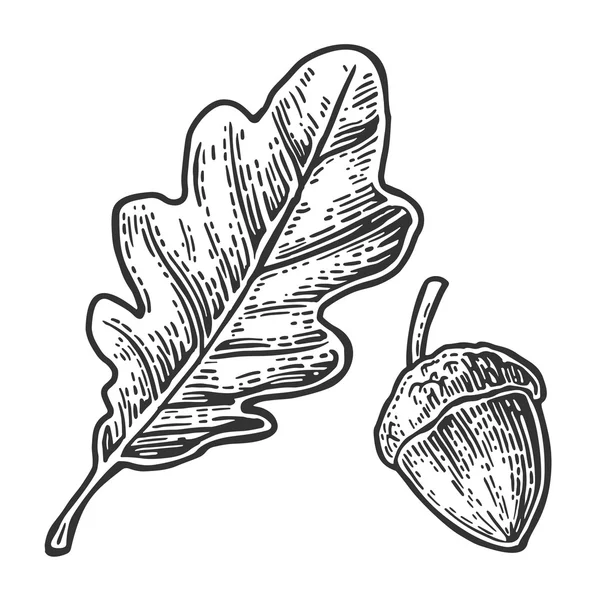 Hoja de roble y bellota. Vector vintage ilustración grabada . — Archivo Imágenes Vectoriales