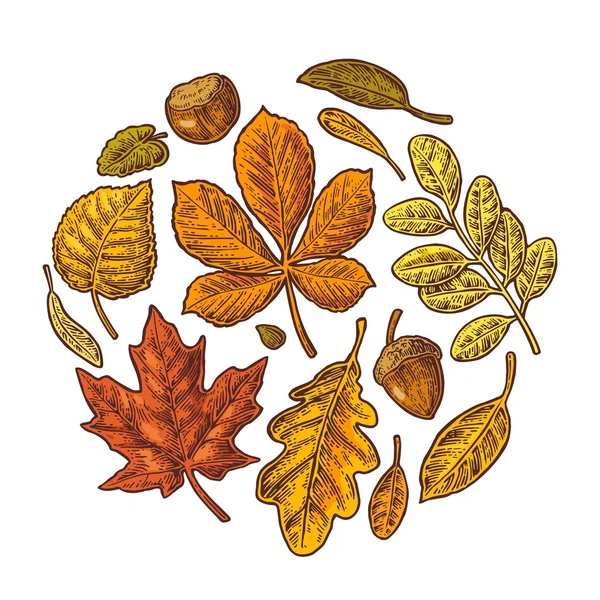잎과 도토리를 설정 합니다. 벡터 빈티지 다채로운 새겨진된 그림. — 스톡 벡터