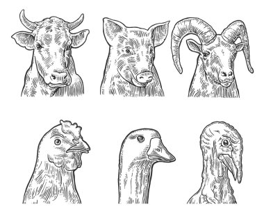 Çiftlik hayvanları Icon set. Kafaları domuz, inek, tavuk, kaz, Türkiye ve izole keçi