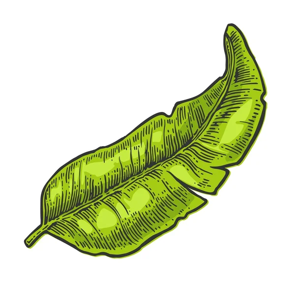 Dos individuales y racimos de plátano fresco con hoja . — Vector de stock