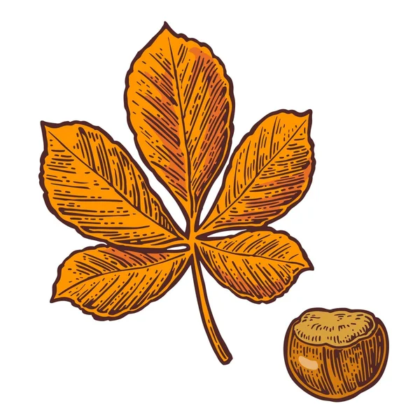 Hoja de castaño y nuez. Vector color vintage ilustración grabada . — Archivo Imágenes Vectoriales