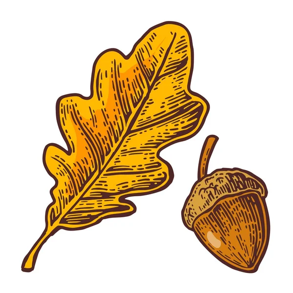 오크 잎과 도토리. 무늬가 새겨져 있는 벡터 컬러 빈티지 그림. — 스톡 벡터