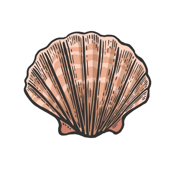Sea shell pilgrimsmussla. Svart gravyr vintage illustration. Isolerad på vit bakgrund. — Stock vektor
