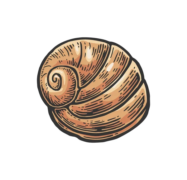 Nautilus de coquillages. Gravure couleur illustration vintage. Isolé sur fond blanc — Image vectorielle