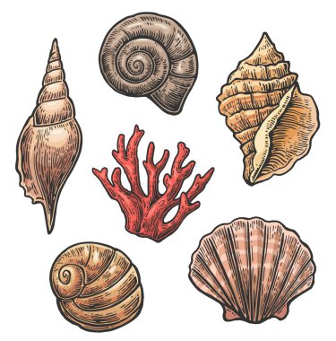 Deniz kabuğu. Vintage illüstrasyonlar oyma ayarlayın. Beyaz arka plan üzerinde izole