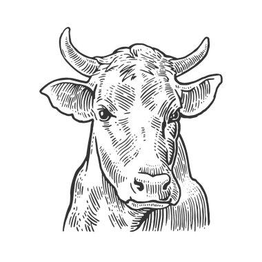 Cows head. Hand drawn in a graphic style. Vintage vector engraving illustration for info graphic, poster, web. Isolated on white background.