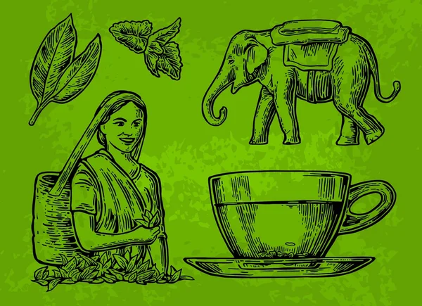 Recolectora de té, hojas de té, taza, elefante. Vector grabado vintage aislado ilustración — Vector de stock