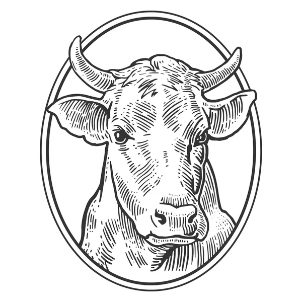 Tête de vache. Dessiné à la main dans un style graphique. Illustration de gravure vectorielle vintage pour info graphique, poster, web. Isolé sur fond blanc . — Image vectorielle